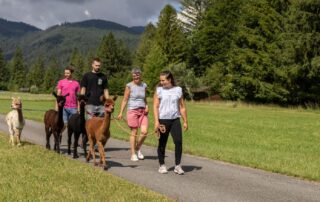 Familienausflug mit Alpakas in der Natur, idyllische Umgebung mit Bergen und Bäumen, ideal für einen unvergesslichen Tag.